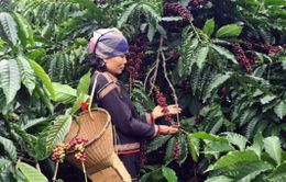 Nông lâm sản Việt trước thách thức quy định chống phá rừng của EU