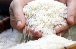 Giải pháp để nông dân hưởng lợi lâu dài khi lúa gạo tăng giá