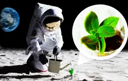 Trồng cây trên mặt trăng nhờ vi khuẩn từ Trái đất