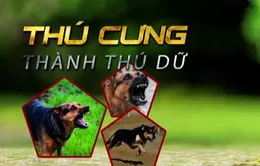 Thú cưng thành thú dữ: Chủ nuôi thiếu trách nhiệm, cơ quan quản lý thiếu nghiêm túc