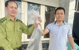 Bắt được kỳ đà quý hiếm bò trên bờ kênh ở TP Hồ Chí Minh