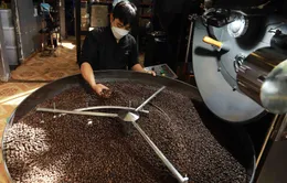 Giá tăng cao, xuất khẩu cà phê có thể đạt 5 tỷ USD trong năm 2024