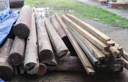 Xử phạt vụ phát hiện gỗ lậu trên đất của cán bộ huyện