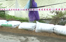 Phú Yên: Nhiều địa điểm bờ sông, bờ biển bị sạt lở nghiêm trọng