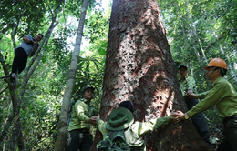 Việt Nam thu hơn 41 triệu USD đầu tiên từ bán tín chỉ carbon rừng