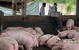 Khó quản lý thuế trong giao dịch mua bán lợn thịt nghìn tỷ ở Đông Nam bộ