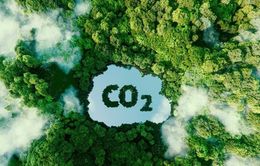 Việt Nam thu hơn 1.000 tỷ đồng từ bán tín chỉ carbon