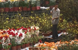 TP Hồ Chí Minh: Sẽ mua hoa Tết bị ế của tiểu thương