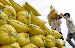 Giá gạo Việt xuất khẩu tăng cao nhất 3 tháng