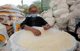 Giá gạo Thái Lan lập đỉnh 15 năm