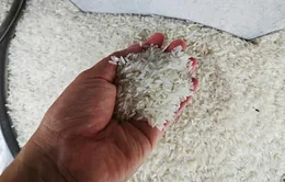 Xuất khẩu gạo đạt kỷ lục gần 4,8 tỷ USD