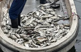 Cá chết hàng loạt nổi trắng bờ hồ Linh Đàm