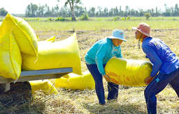Doanh nghiệp gặp khó vì giá lúa gạo cao