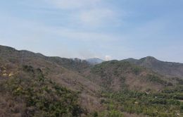 Bà Rịa - Vũng Tàu: Kịp thời khống chế vụ cháy rừng trên núi Dinh