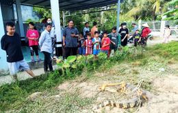 Bạc Liêu: Người dân bắt được cá sấu trước cổng nhà
