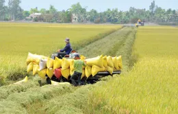 Gỡ vốn cho doanh nghiệp ngành gạo