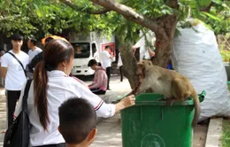 Cho khỉ ăn tại Sơn Trà: Bẫy vô hình tác động đến tập tính của động vật hoang dã