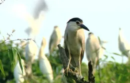 Trồng cây làm nơi trú ngụ cho chim trời