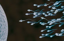 WHO cảnh báo cứ 6 người trưởng thành có 1 người bị vô sinh