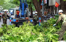 Hà Nội thay thế cây có nguy cơ gãy, đổ trước mùa mưa bão