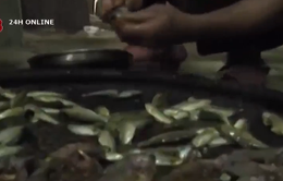 Nguy cơ tiếp diễn ngộ độc món cá ủ chua