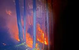 Rừng thông đèo Prenn tiếp tục cháy
