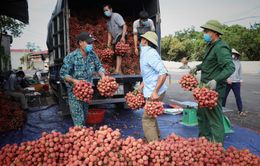 Hàng trăm thương nhân Trung Quốc đăng ký thu mua vải thiều