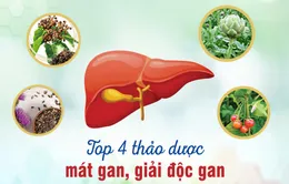 Top 4 dược liệu quý giải độc gan, phục hồi chức năng gan tốt nhất