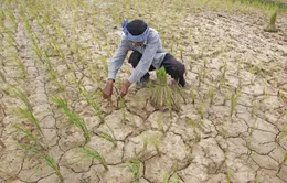 El Nino ảnh hưởng, nông dân Thái Lan được yêu cầu chỉ trồng một vụ lúa