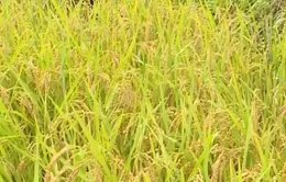 Người đàn ông ngất, co giật khi đi gặt giữa trời nắng gắt