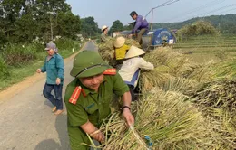 Công an xuống ruộng giúp nông dân "chạy lúa"