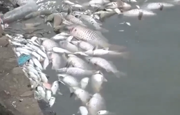Cá chết trắng hồ điều hòa lớn nhất TP Hà Tĩnh