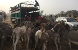 Ngăn chặn buôn bán da lừa để phòng chống các dịch bệnh nghiêm trọng