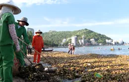 Vũng Tàu: Thu gom hàng trăm tấn rác biển trôi dạt vào các bãi tắm