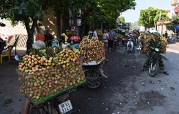 Sôi động thị trường vải thiều chín sớm tại Bắc Giang