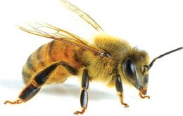 Bé 8 tuổi nguy kịch do bị ong nghệ đốt gần 20 nốt