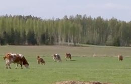 Biến đổi khí hậu đe dọa nghiêm trọng ngành chăn nuôi Phần Lan
