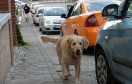 Vì sao chó phóng uế ngoài đường, câu trả lời sẽ khiến bạn bất ngờ
