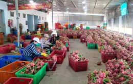 Nông sản Việt đắt khách tại châu Á