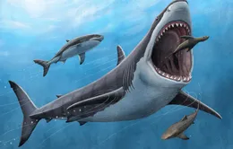 Cá mập khổng lồ Megalodon là loài máu nóng?