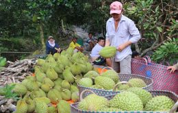 Thêm cơ hội xuất khẩu sầu riêng vào Trung Quốc