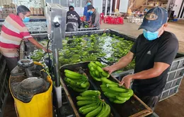 Nhiều giải pháp thúc đẩy xuất khẩu trái cây vào Trung Quốc
