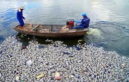 Hàng tấn cá chết nổi trắng hồ An Biên: Khẩn trương khử trùng, giảm tối đa phát tán mùi hôi