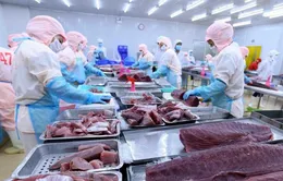 Khó khăn khi xuất khẩu cá ngừ sụt giảm