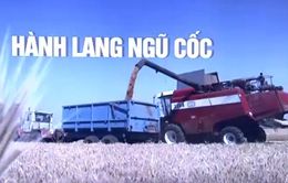 Không có lần gia hạn thứ tư, Nga chấm dứt hiệu lực thỏa thuận ngũ cốc Biển Đen