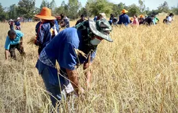 El Nino có thể khiến Thái Lan thiệt hại 40 tỷ Baht