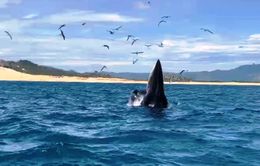 Cá voi quý hiếm xuất hiện ở vùng biển Đề Gi (Bình Định)