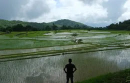 Ấn Độ mất mùa và nỗi lo lương thực toàn cầu