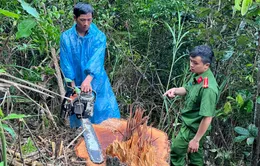 Lâm Đồng: Điều tra vụ khai thác gỗ trái phép ở huyện Đức Trọng