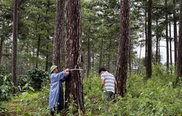 Vụ đầu độc rừng thông ở Lâm Đồng: Thành lập các đội tuần tra, bảo vệ rừng